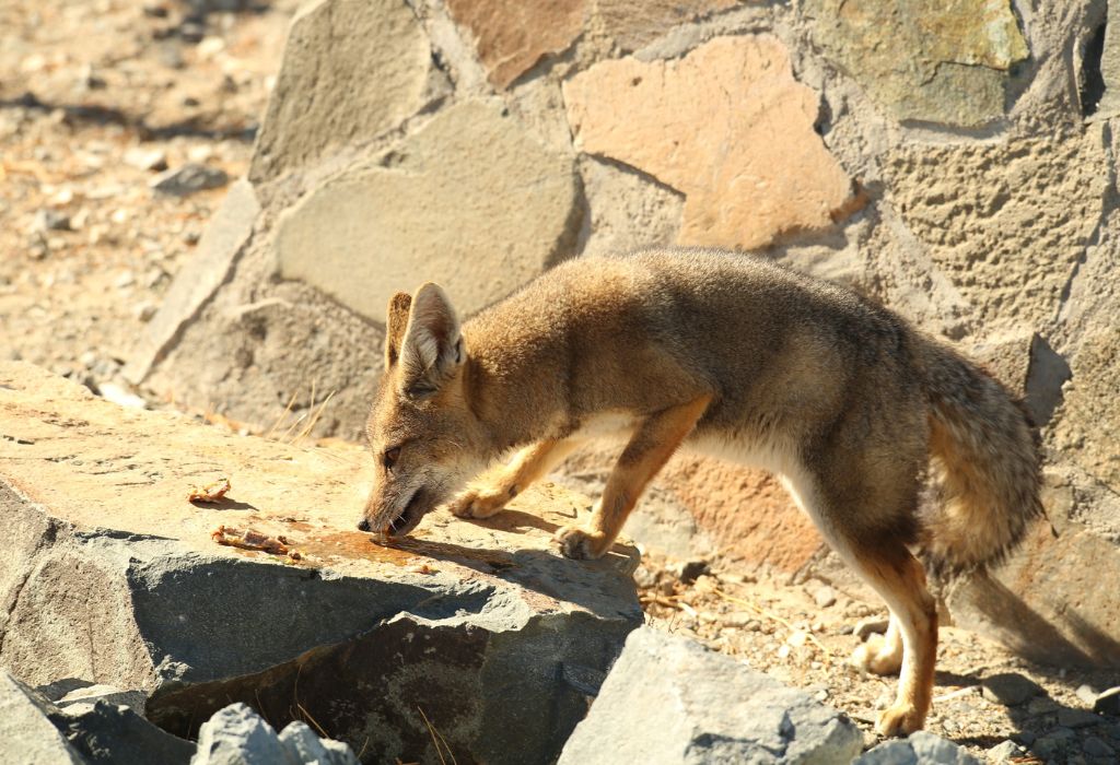Sivatagi róka falatozik